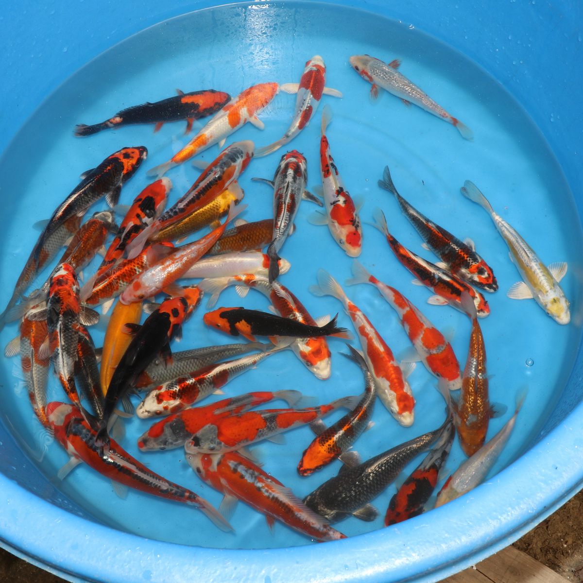 Koi