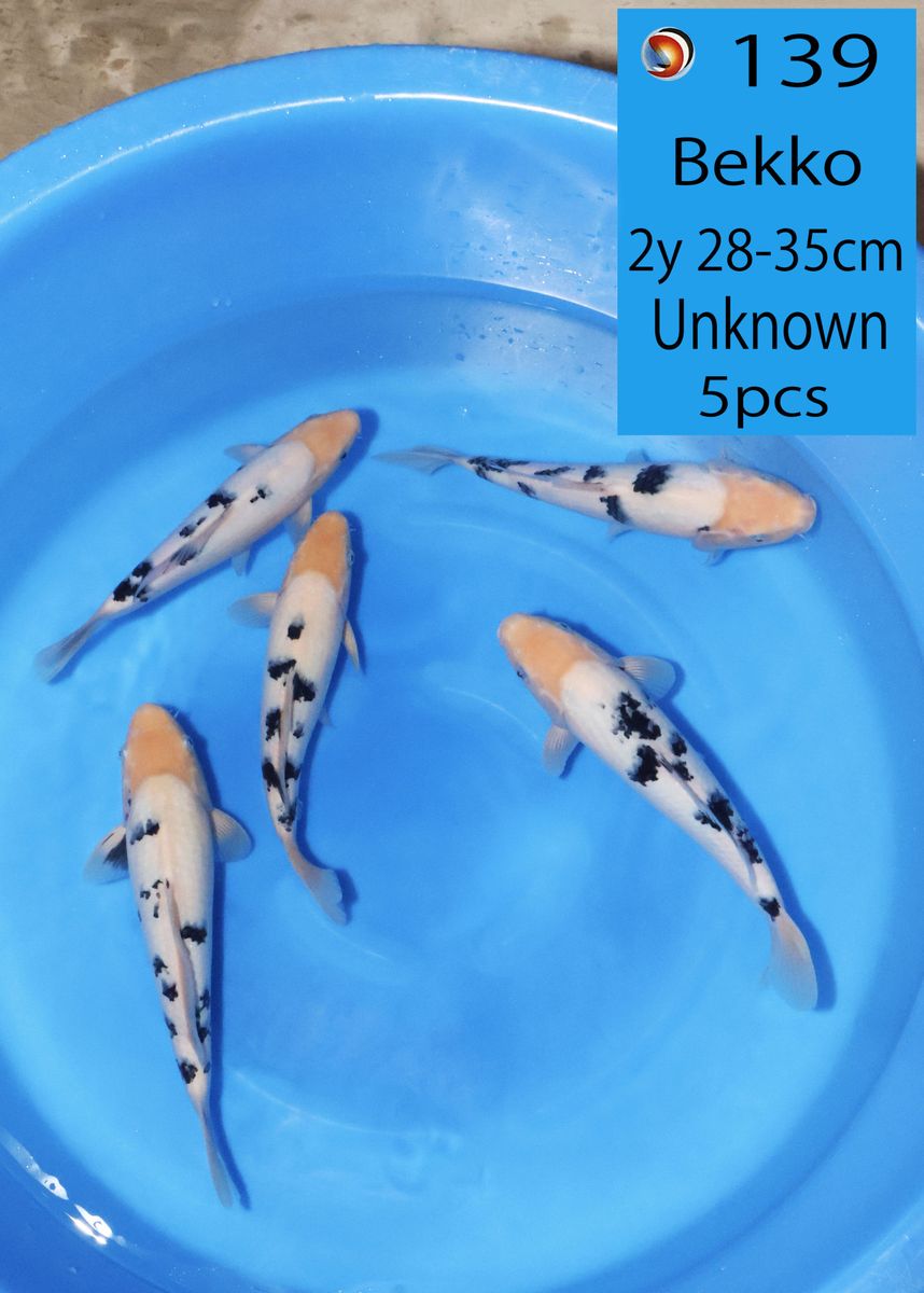 Koi