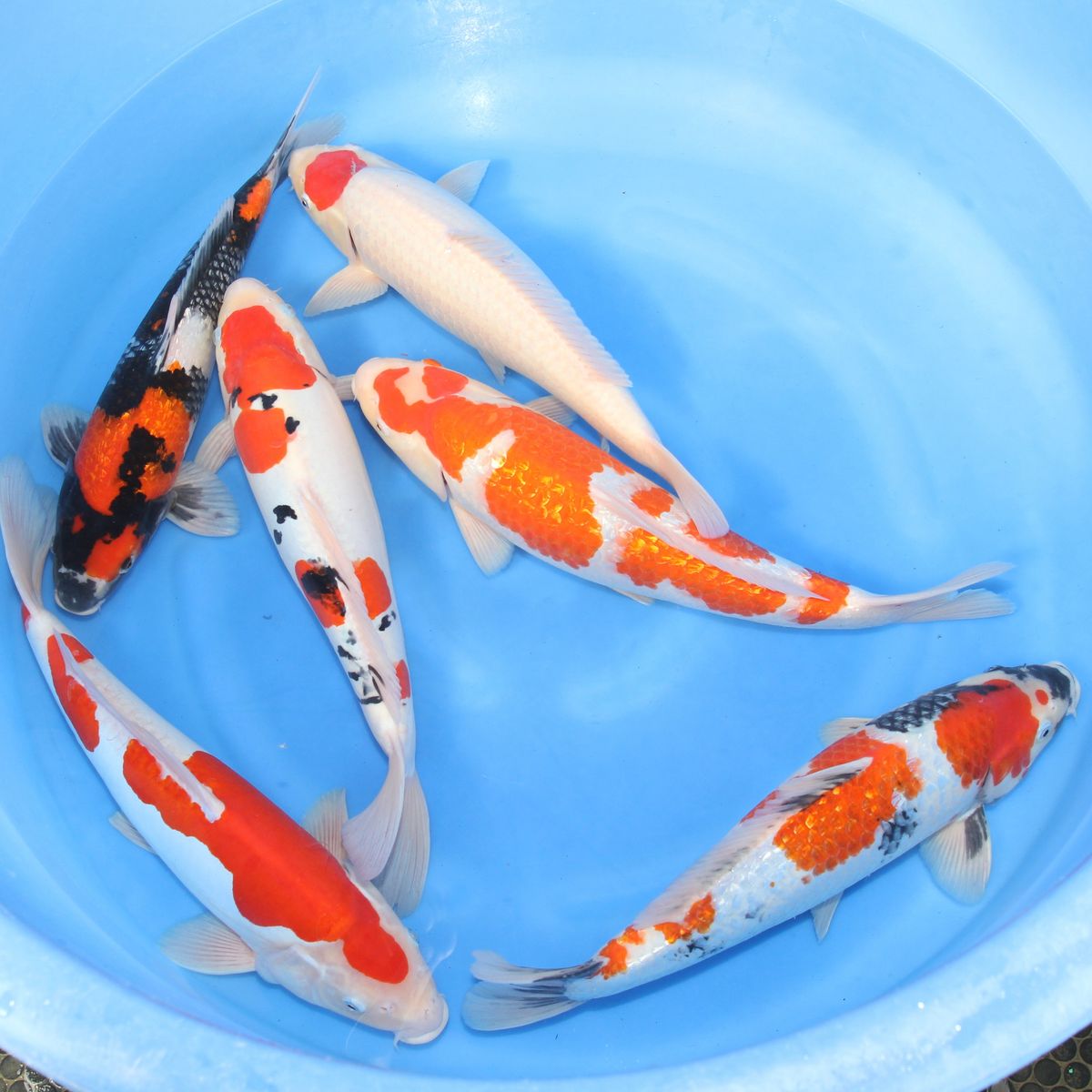 Koi