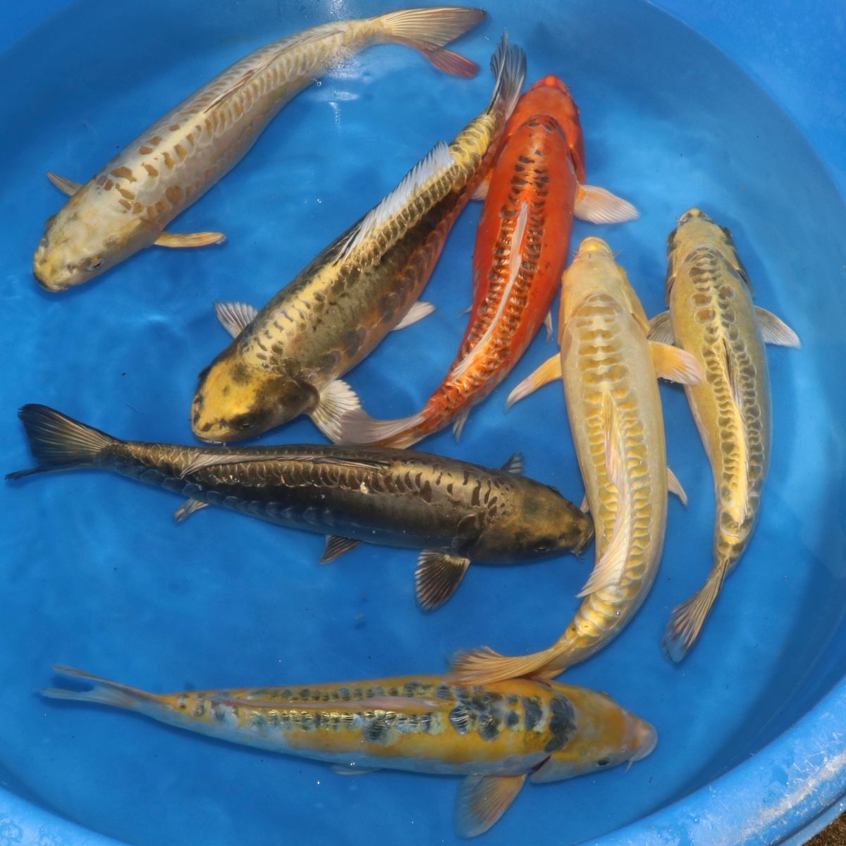 Koi