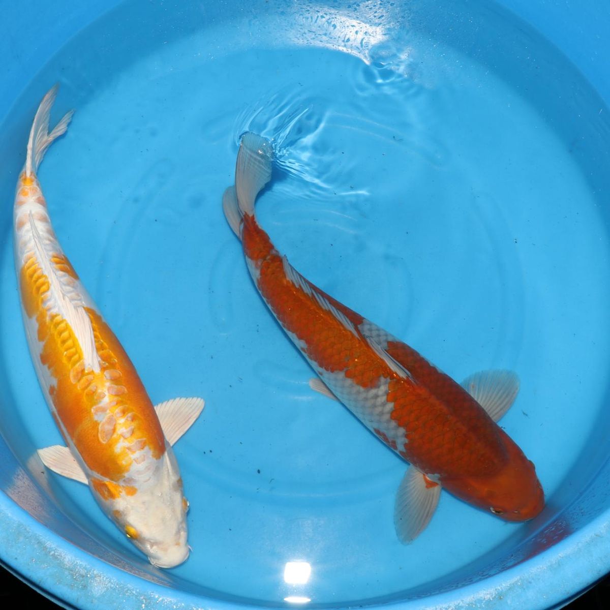 Koi