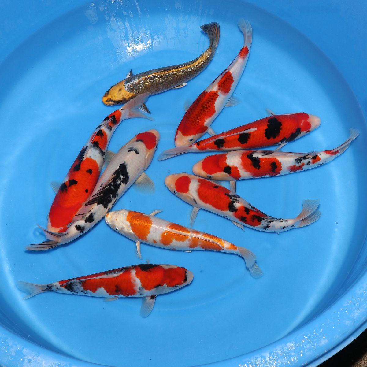 Koi