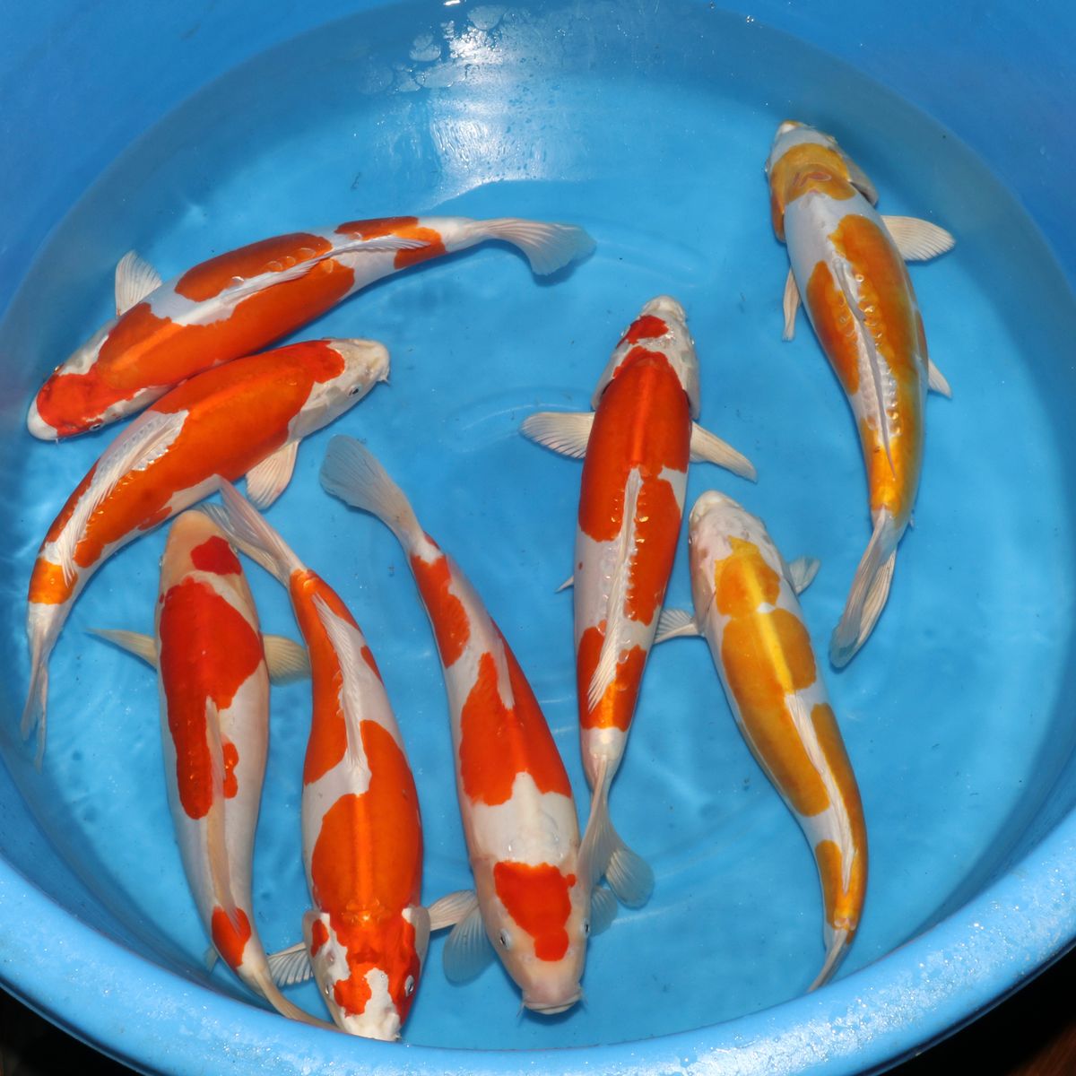 Koi