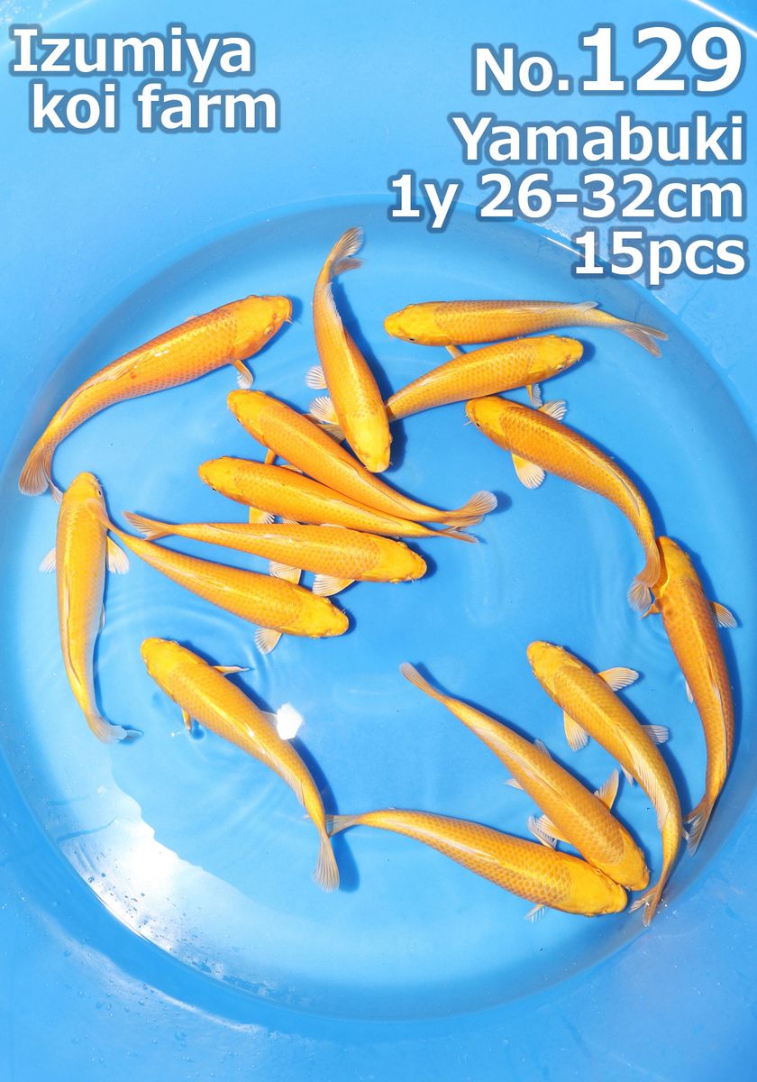 Koi