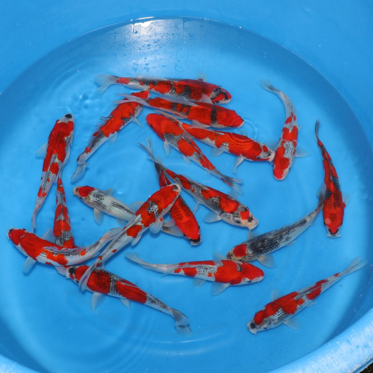 Koi
