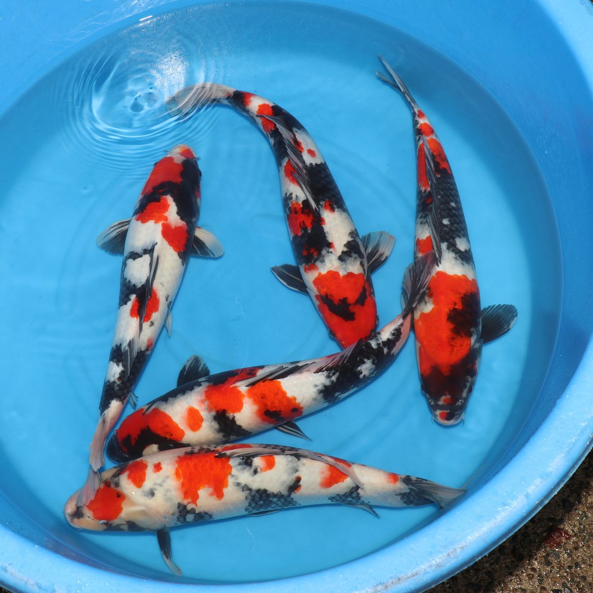 Koi