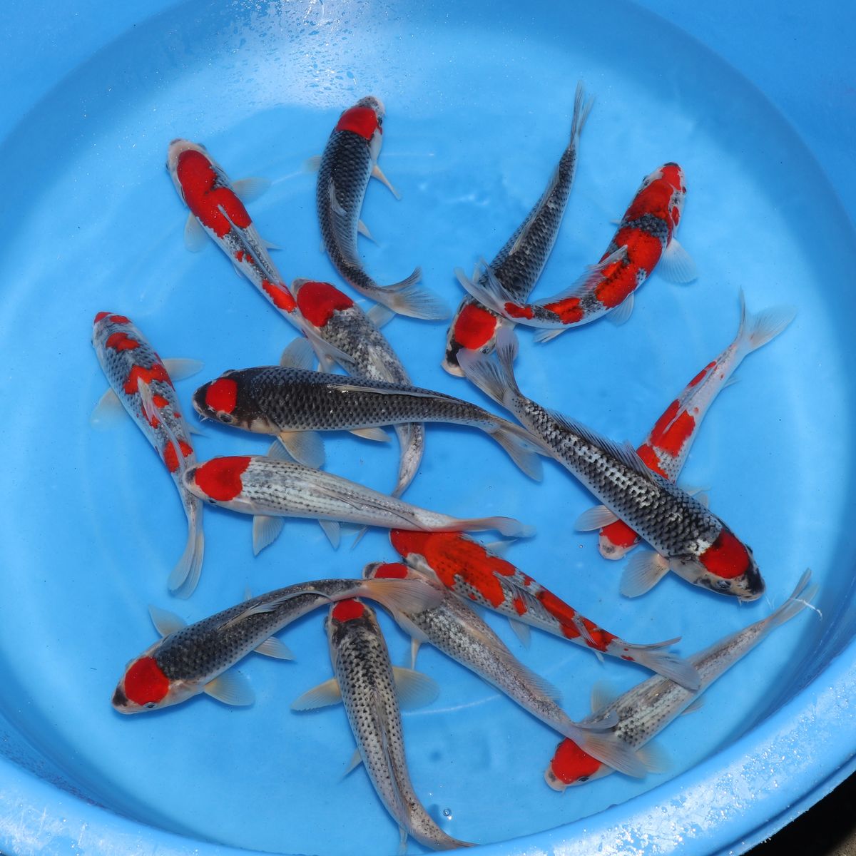 Koi