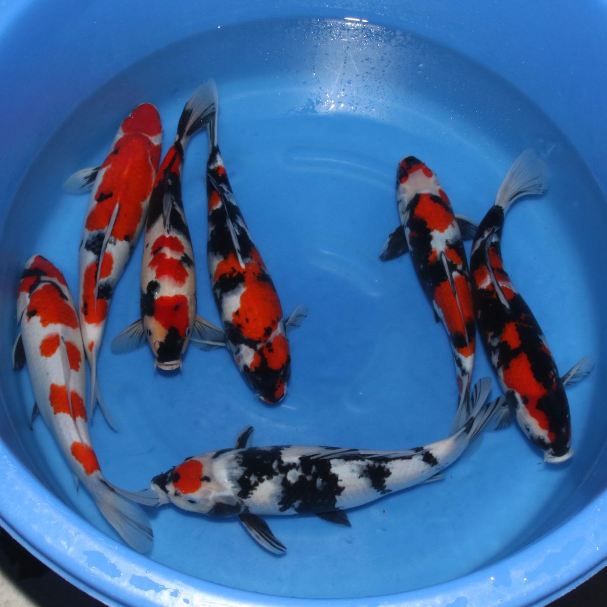Koi
