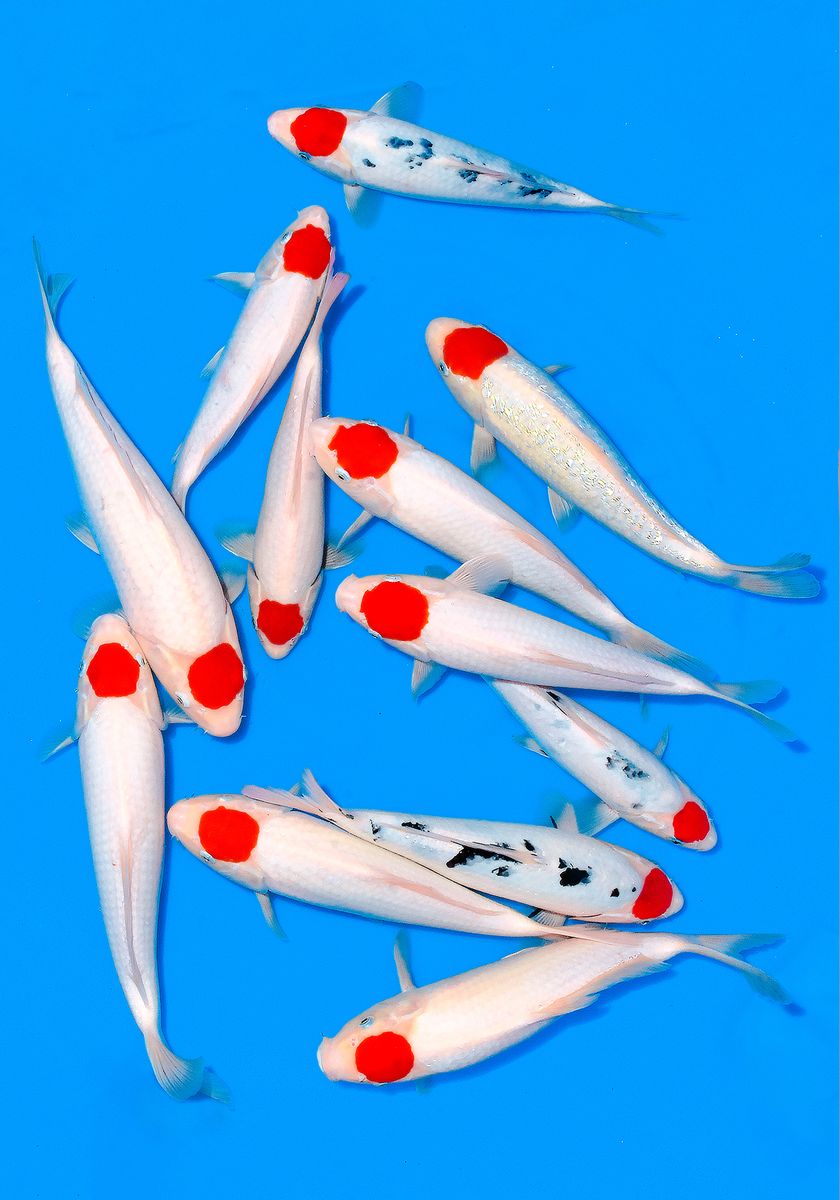 Koi