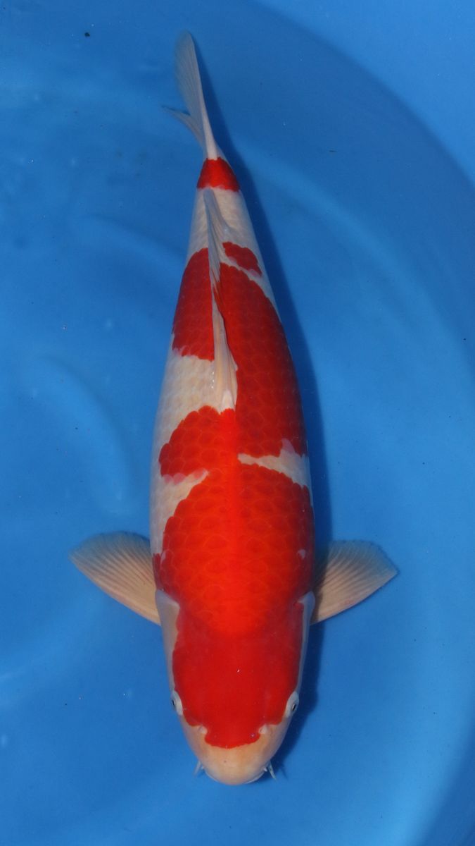 Koi