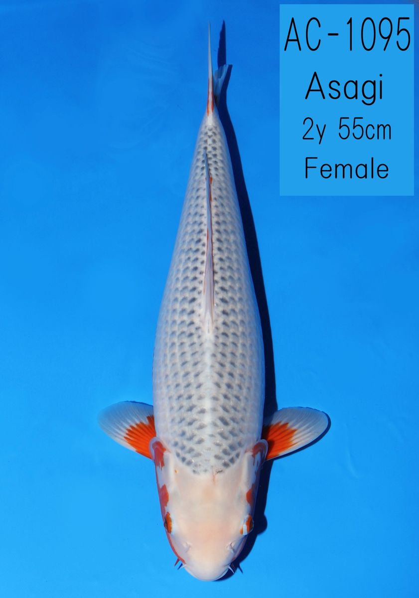 Koi