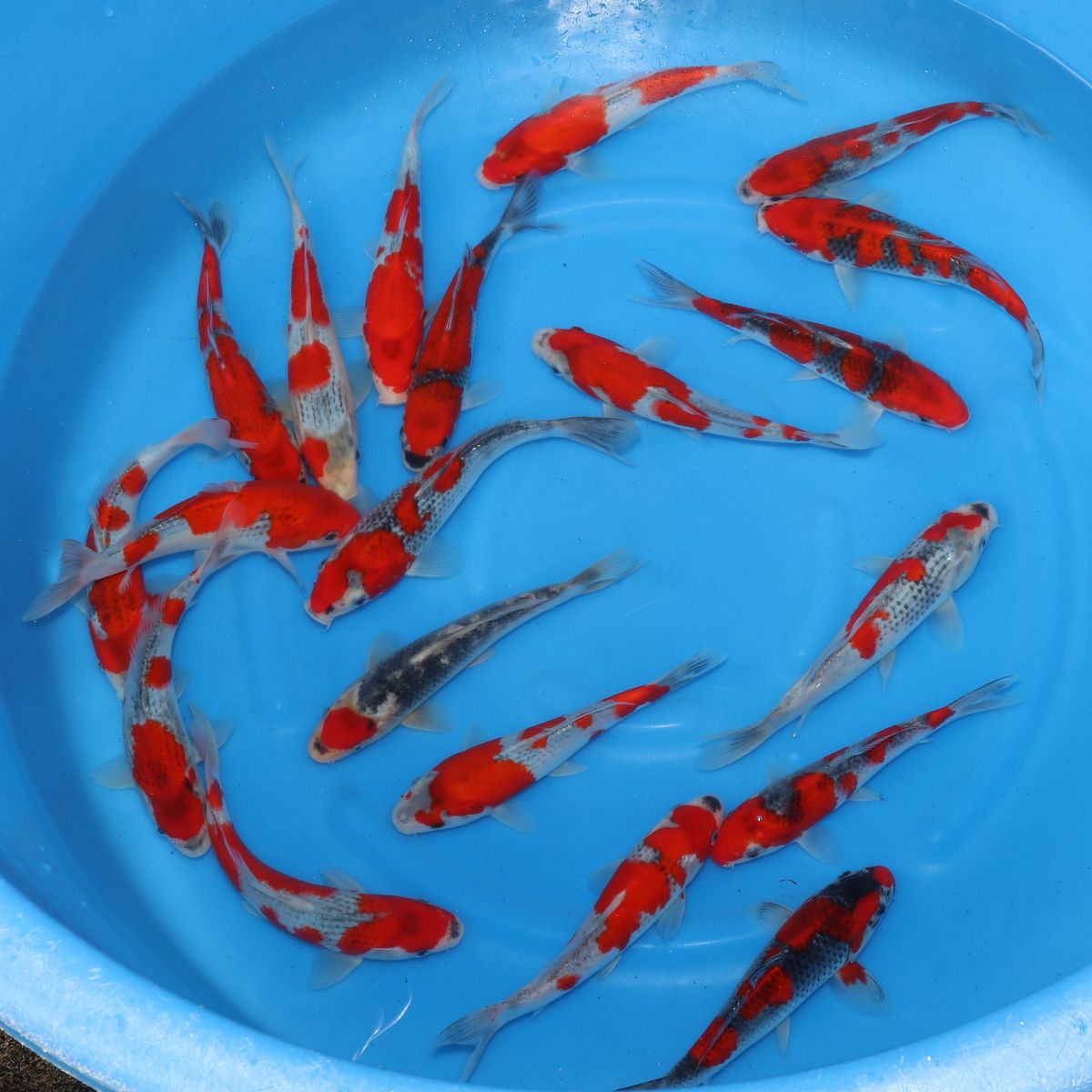 Koi