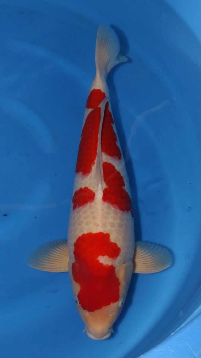 Koi