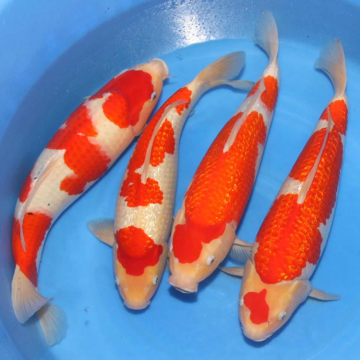 Koi