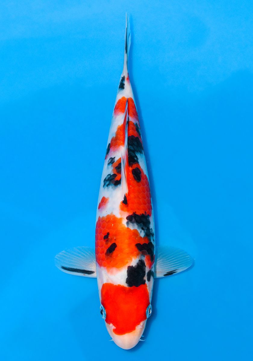 Koi