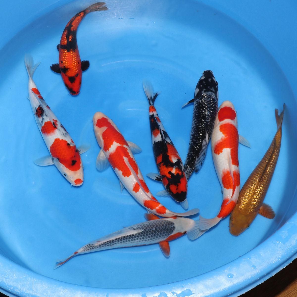 Koi