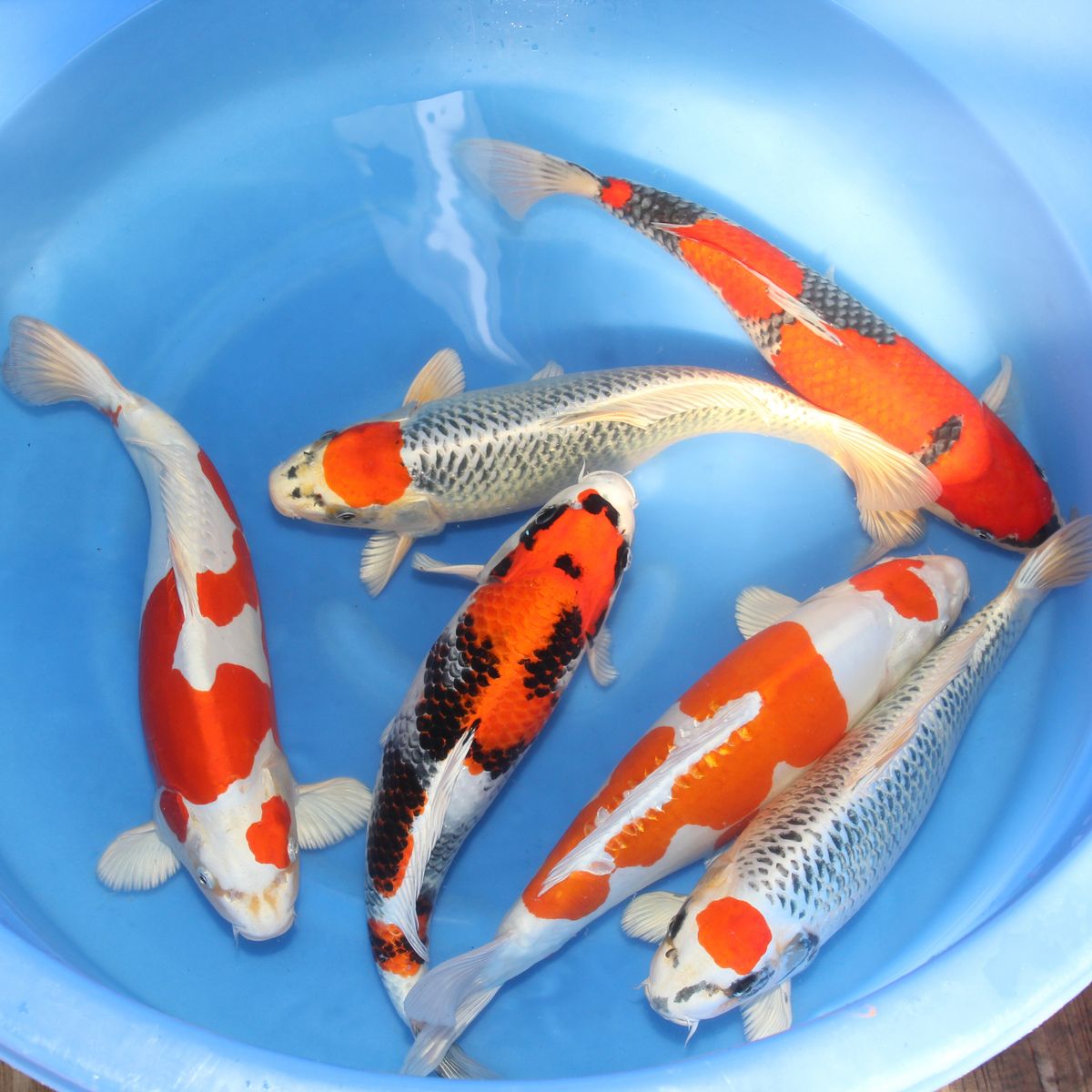 Koi