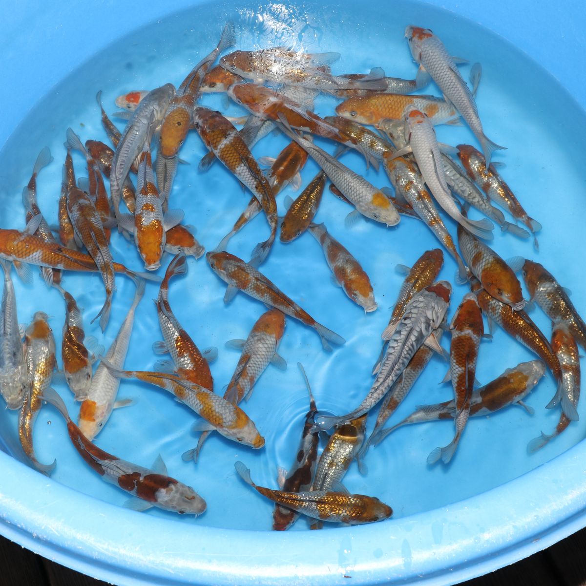 Koi