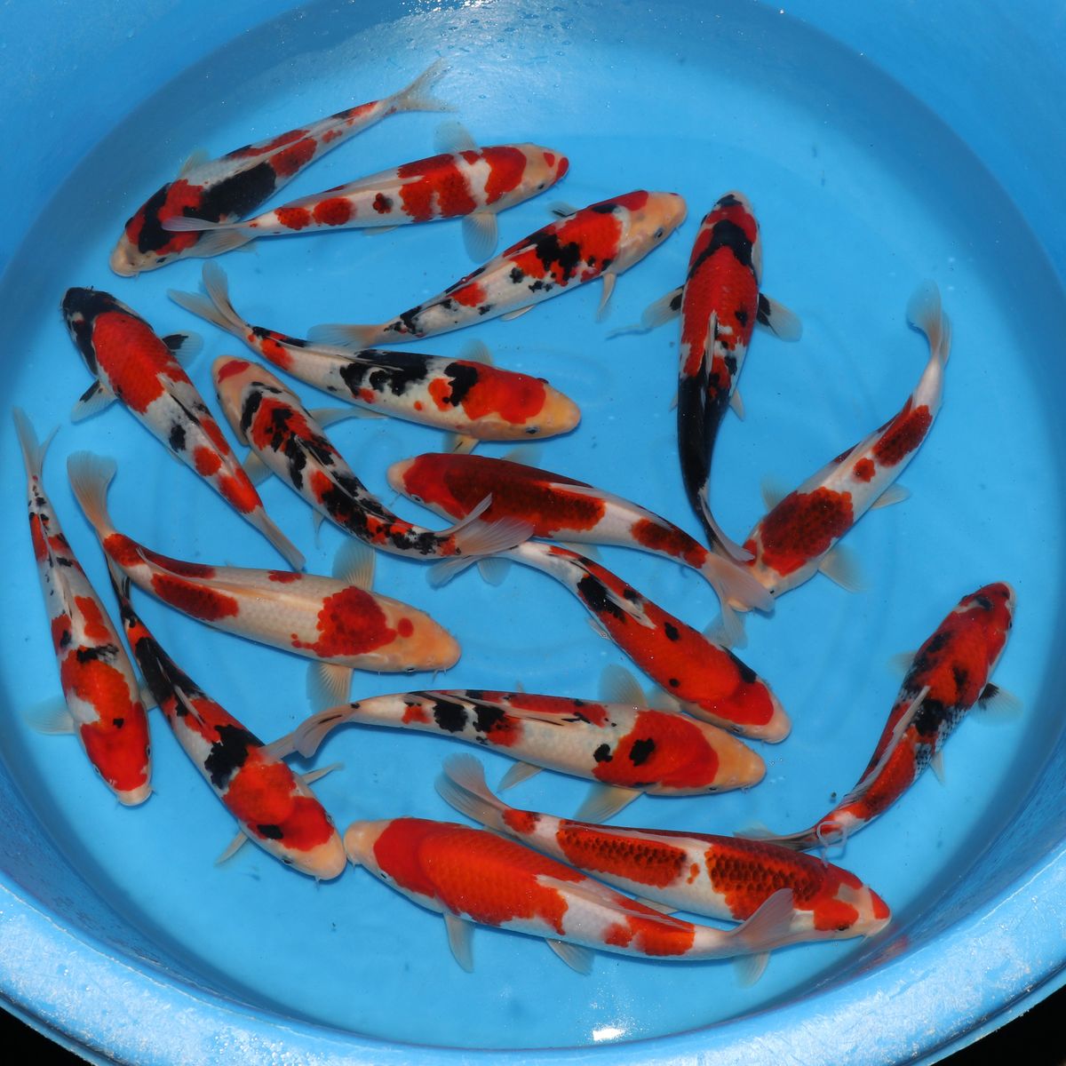 Koi