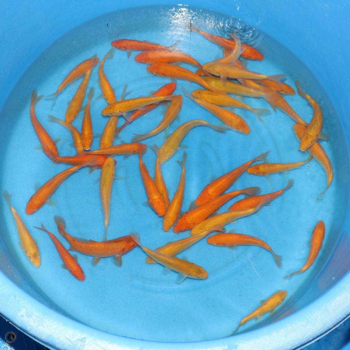 Koi