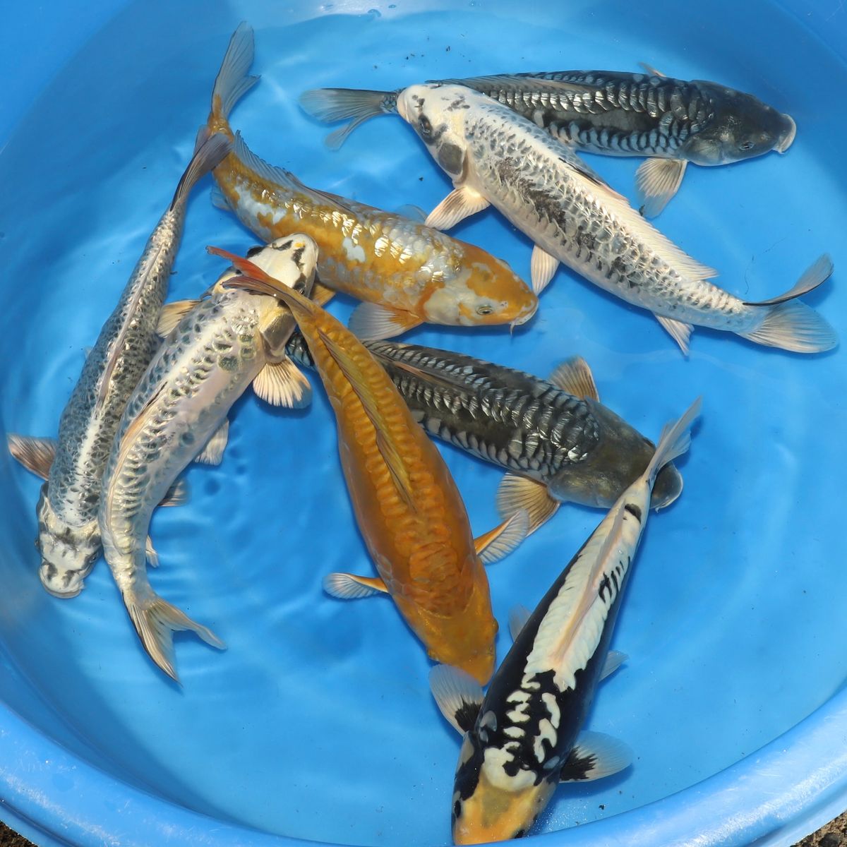 Koi