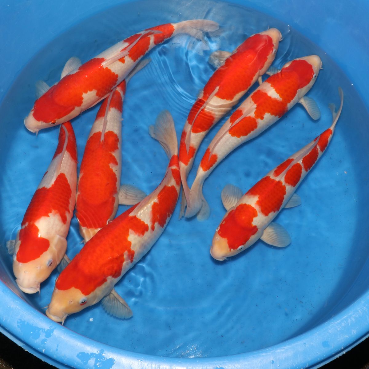 Koi
