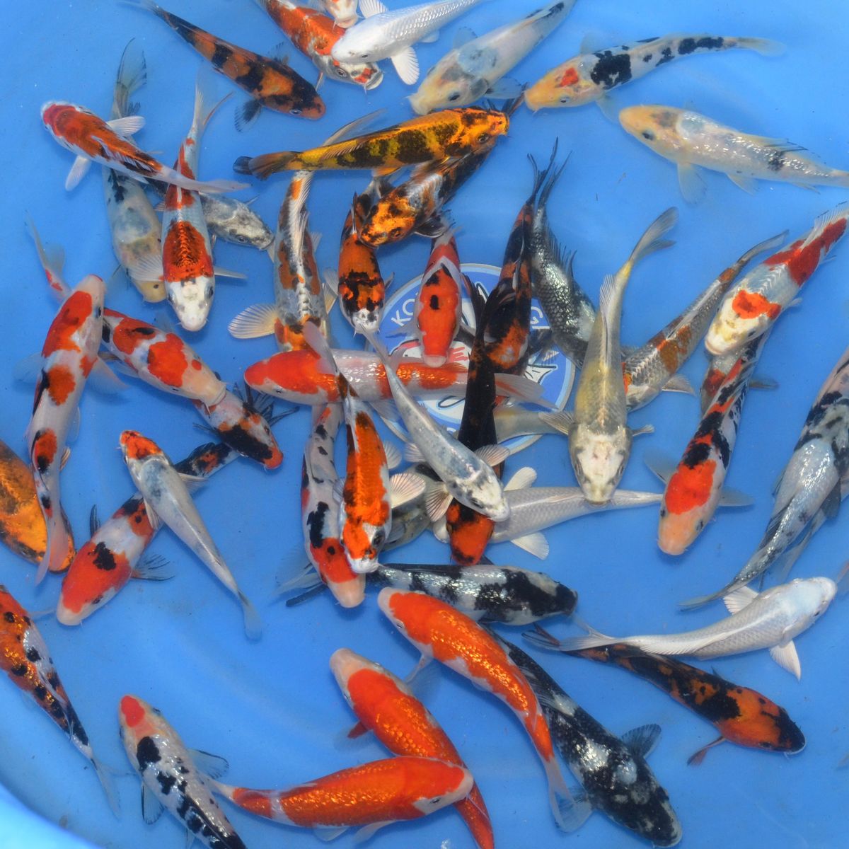 Koi 100 Cm Kaufen