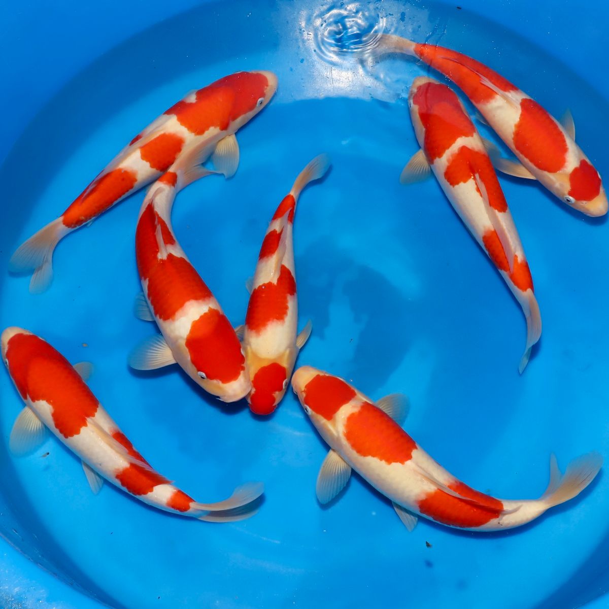 Koi