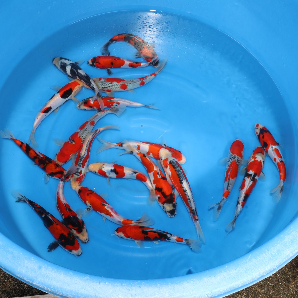 Koi