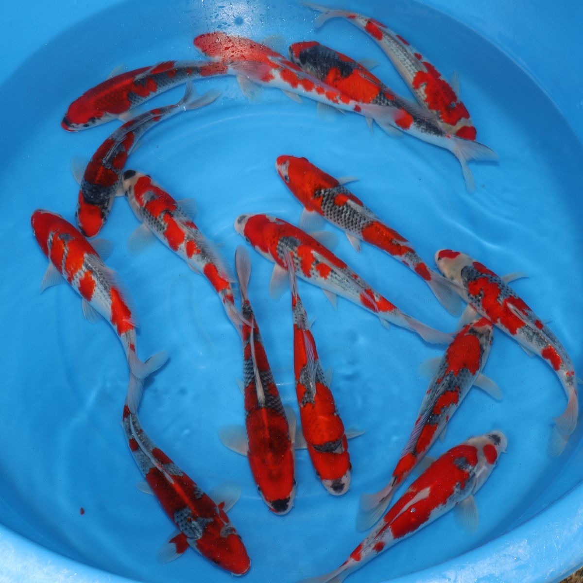Koi