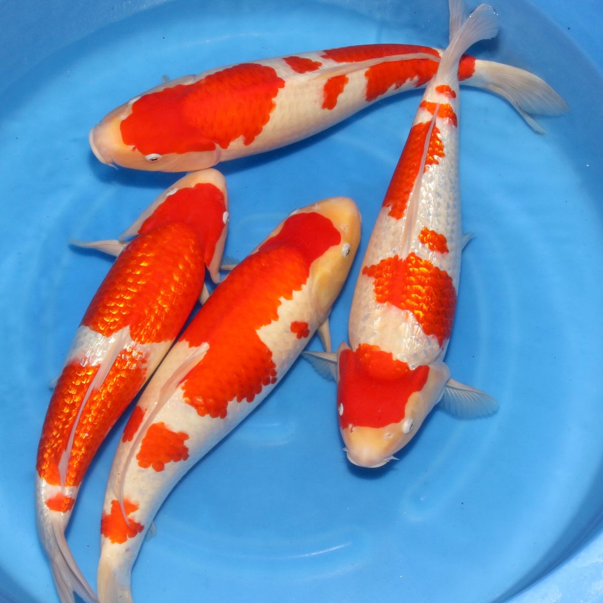 Koi