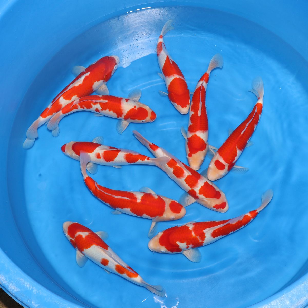 Koi