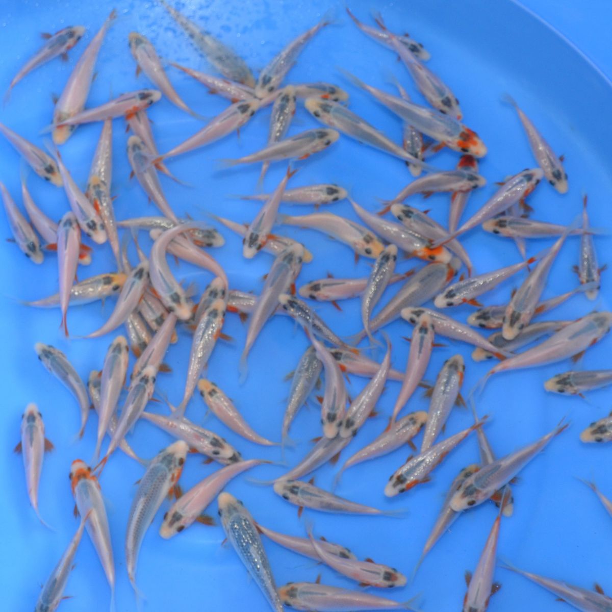 Japanese Koi Export from Niigata | Ornafish