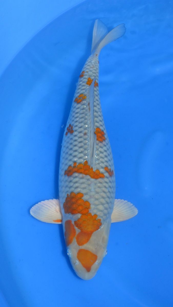 Koi