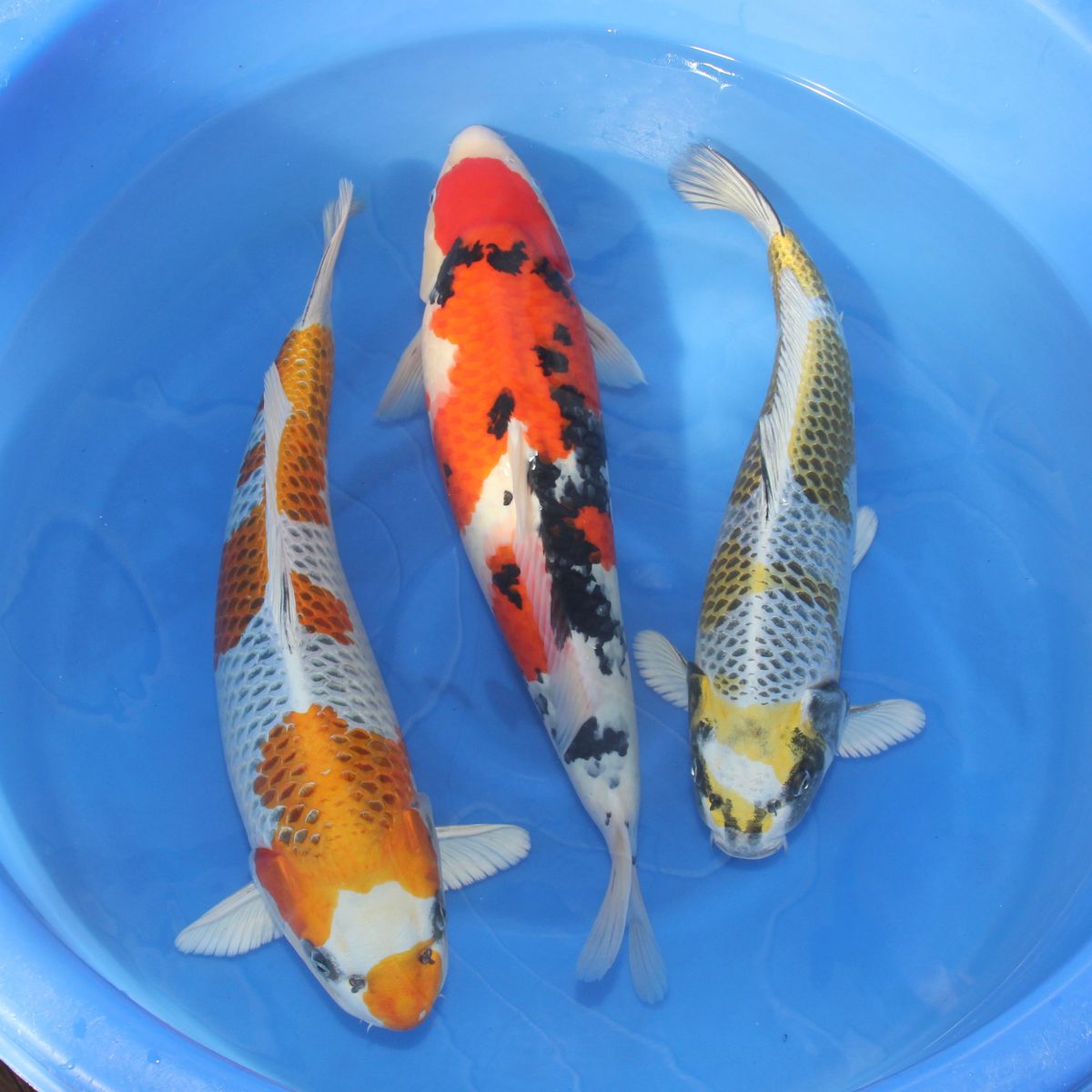 Koi