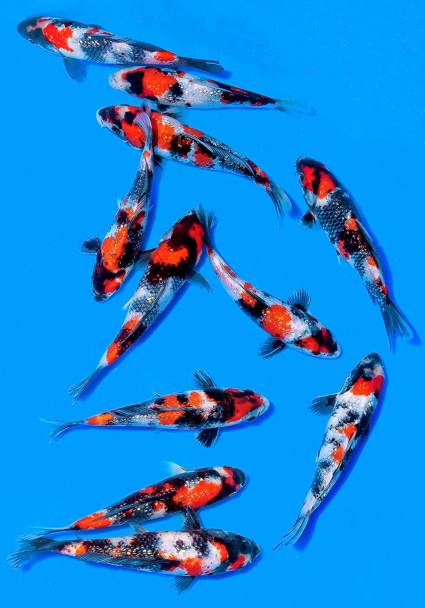 Koi