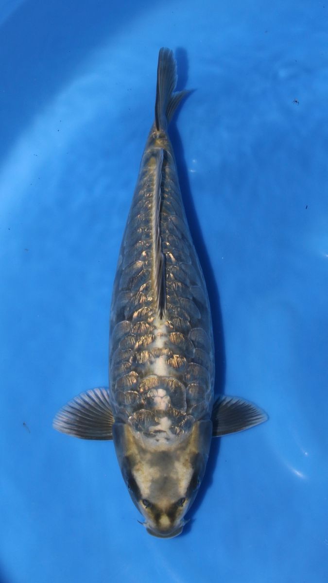 Koi