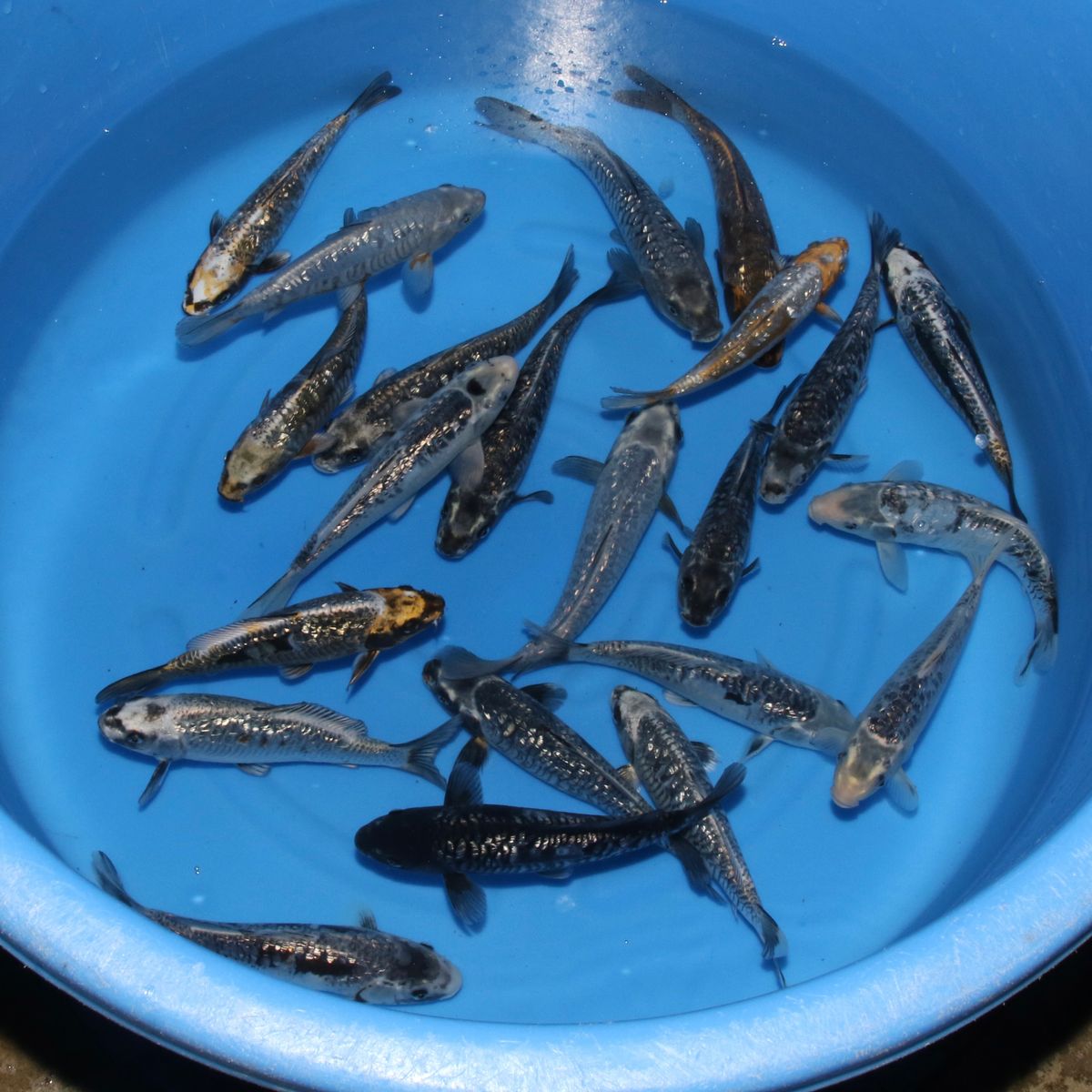 Koi