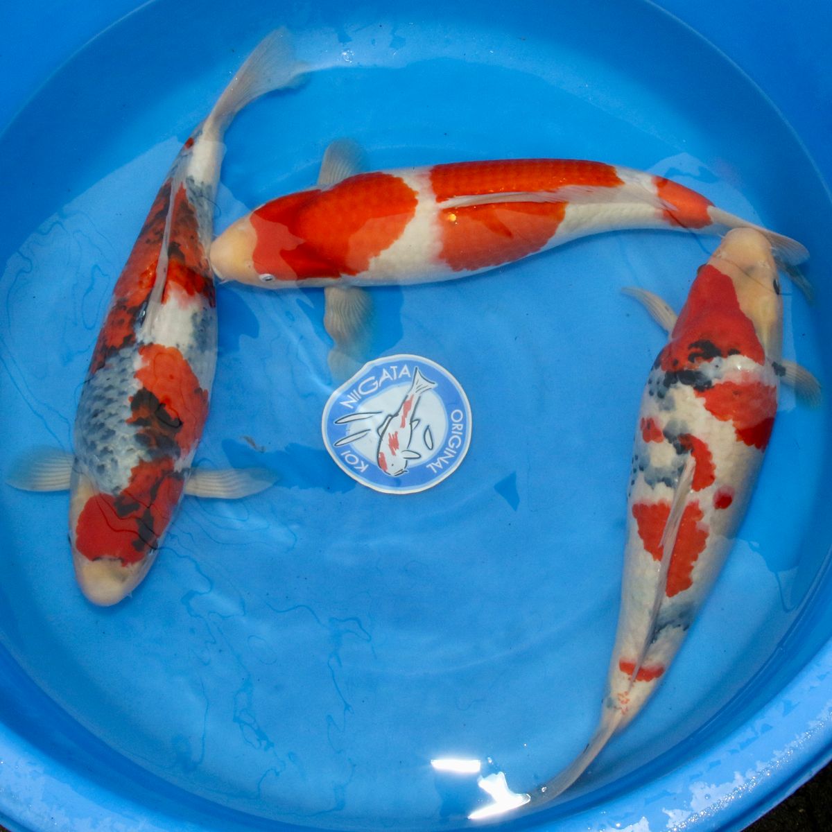 Koi