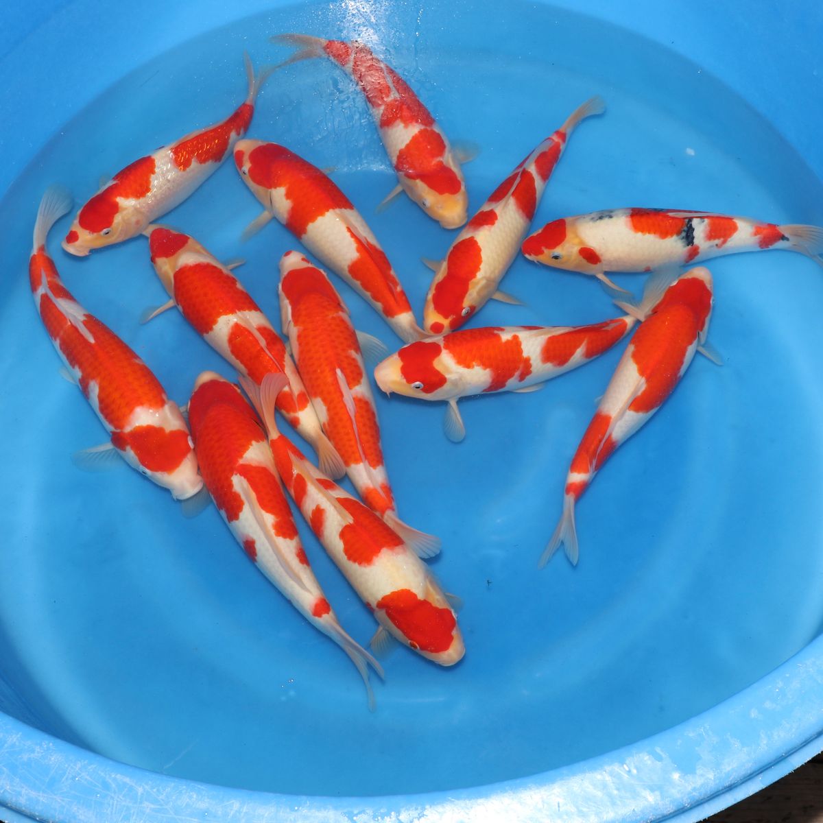 Koi