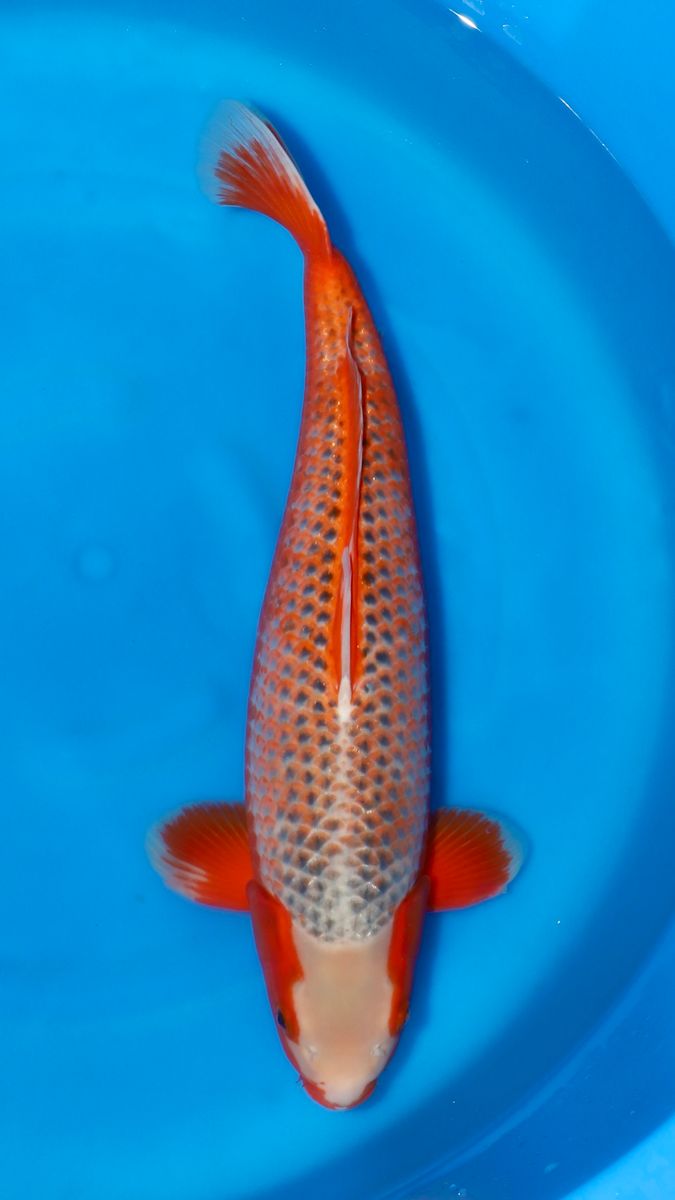 Koi