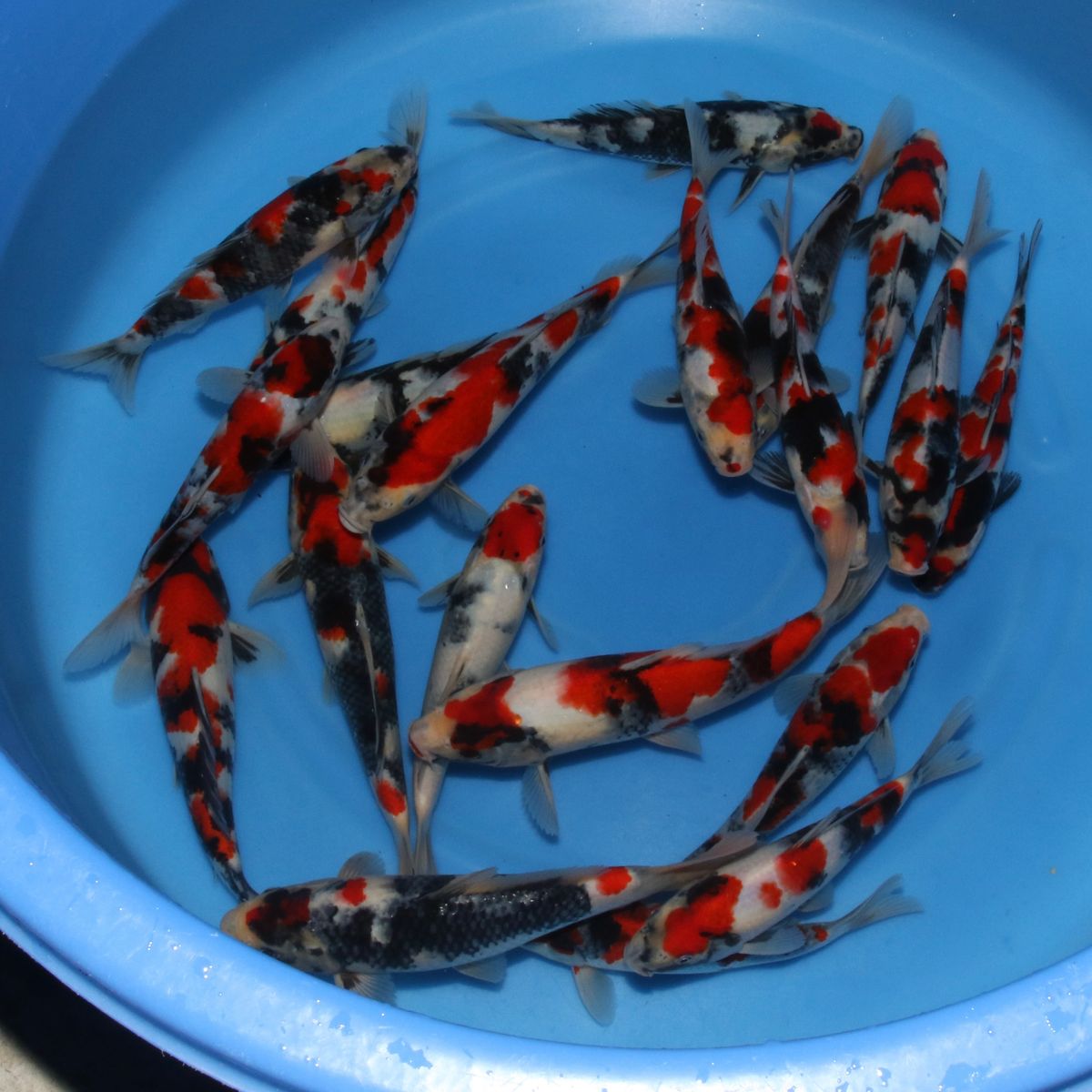 Koi