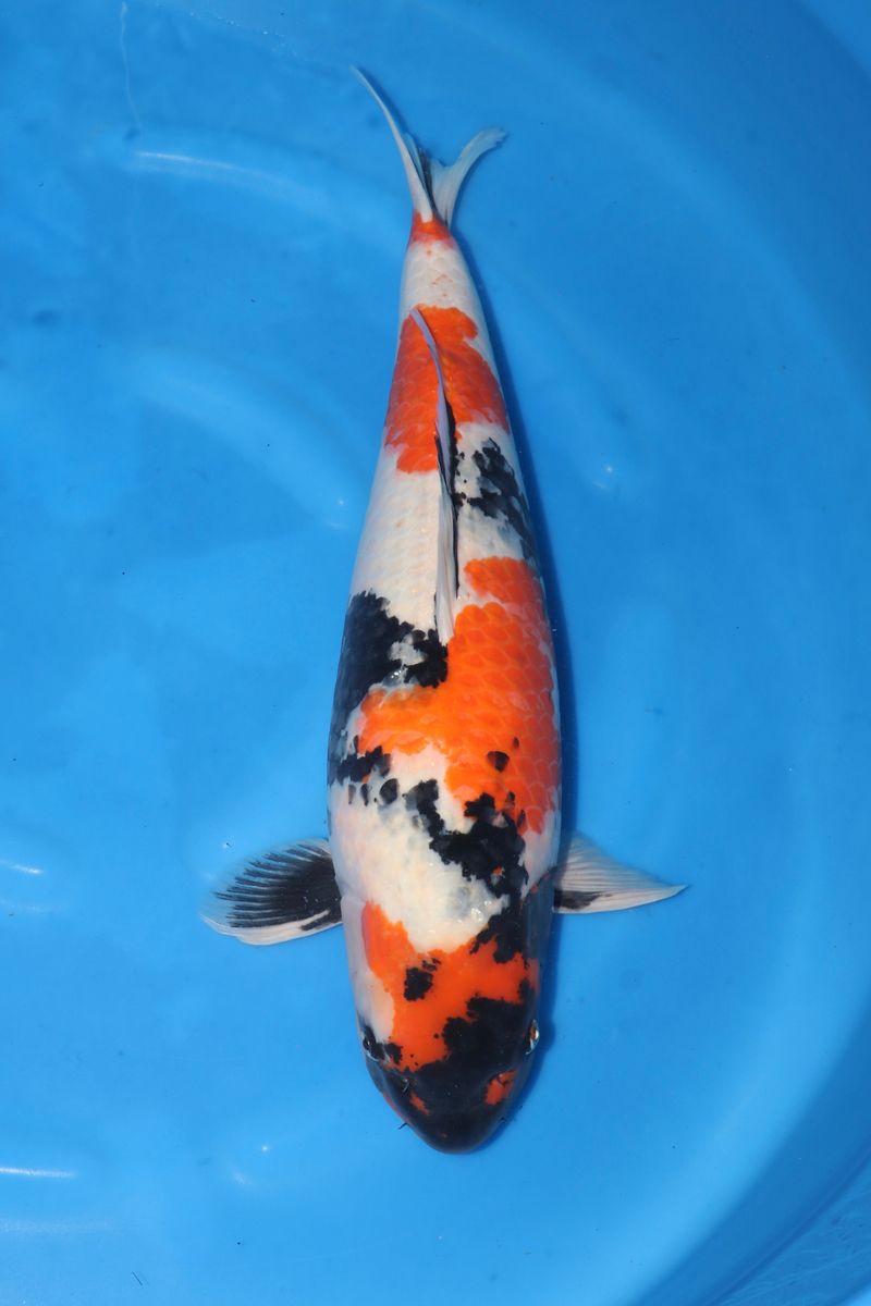Koi
