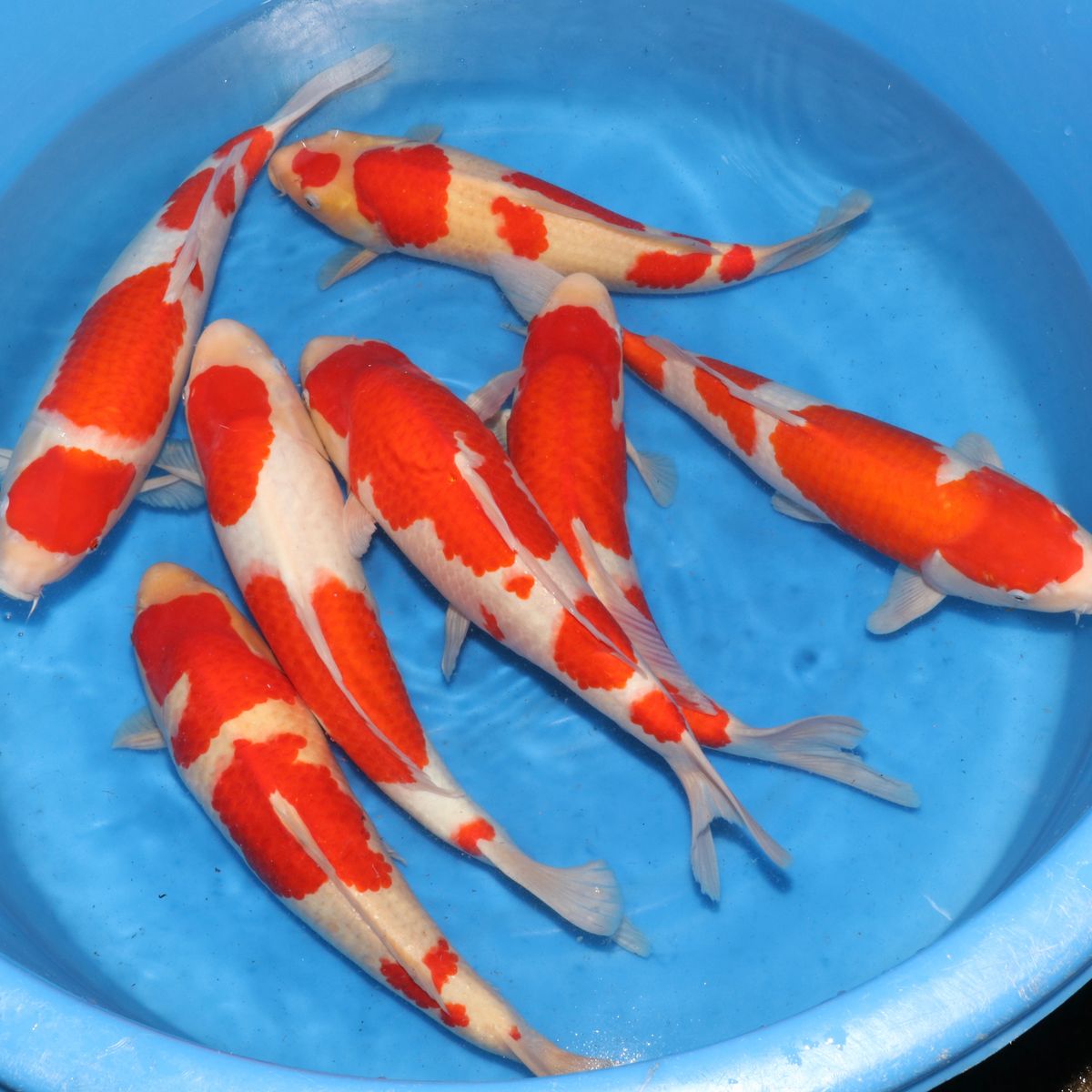 Koi