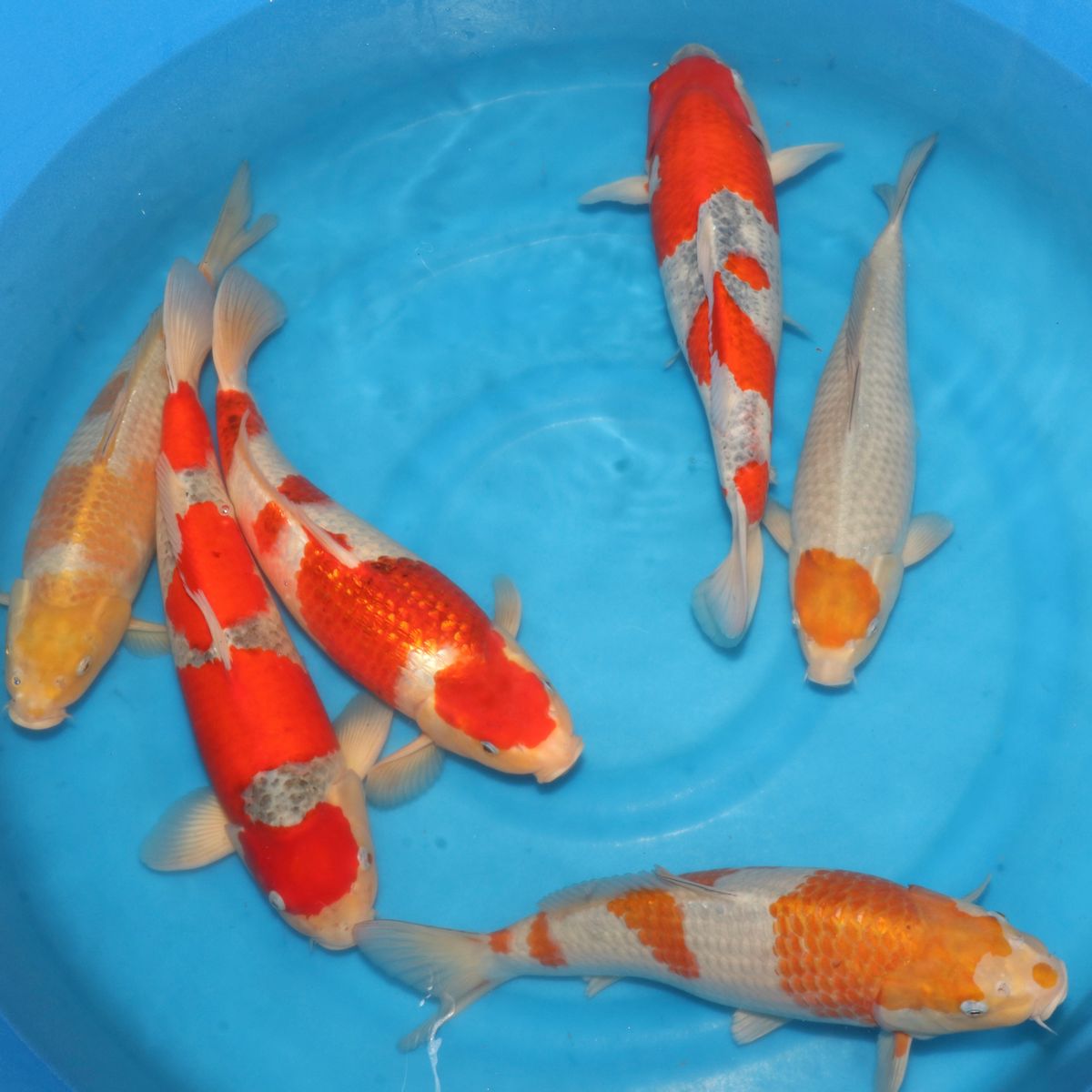 Koi