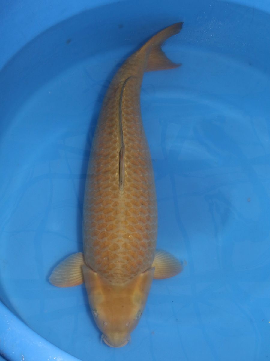 Koi