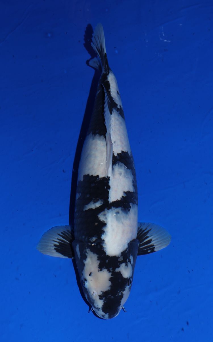 Koi