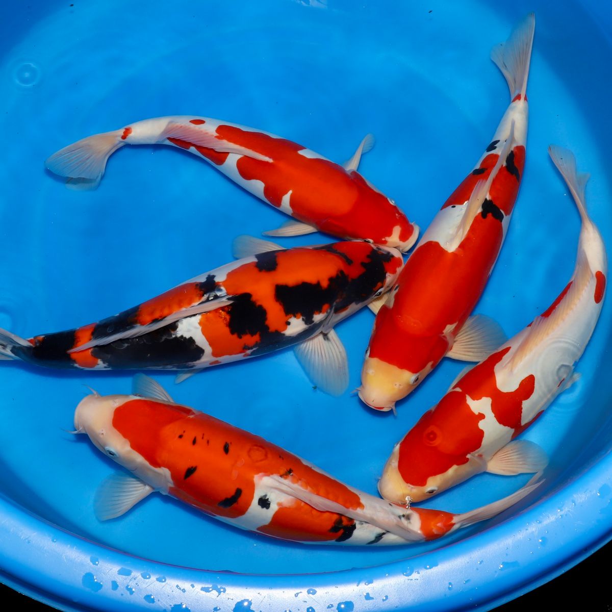 Koi