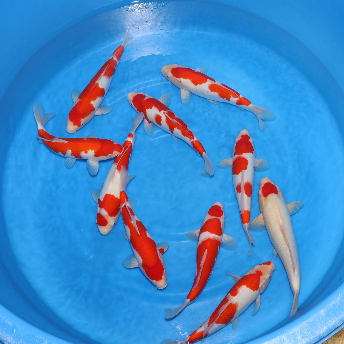 Koi