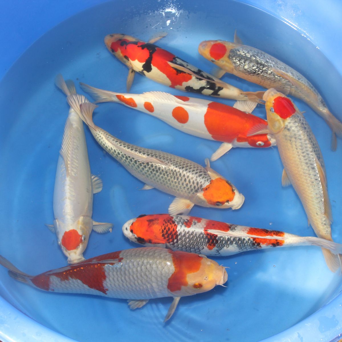 Koi